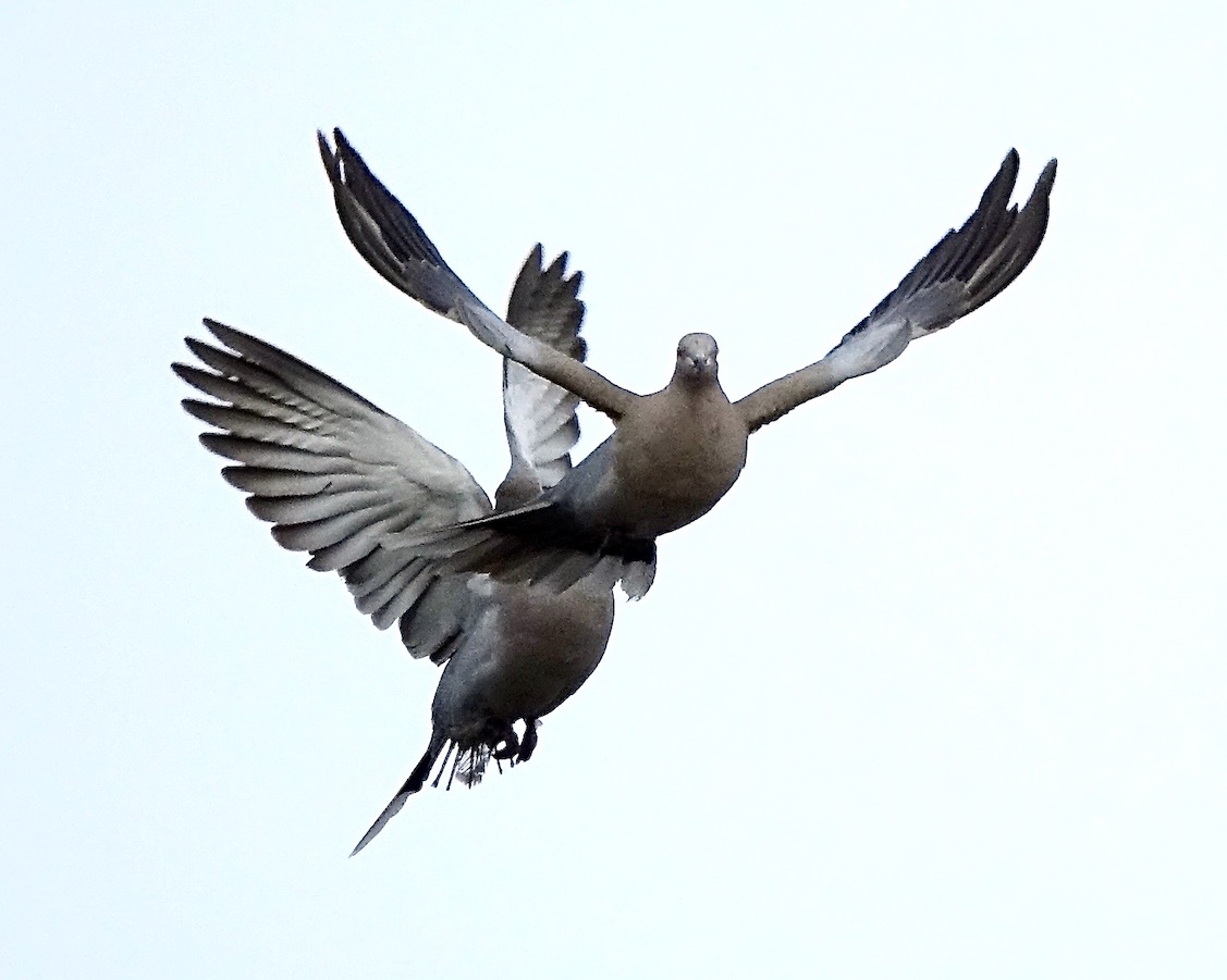 collared dove